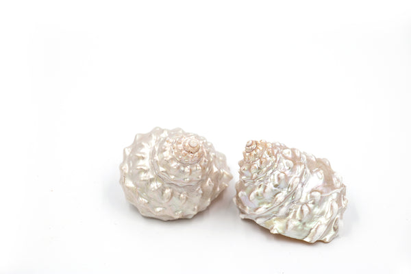 Pearled Frilly Turbo Shell